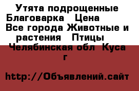 Утята подрощенные Благоварка › Цена ­ 100 - Все города Животные и растения » Птицы   . Челябинская обл.,Куса г.